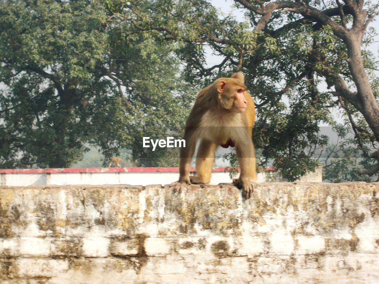 LION ON TREE