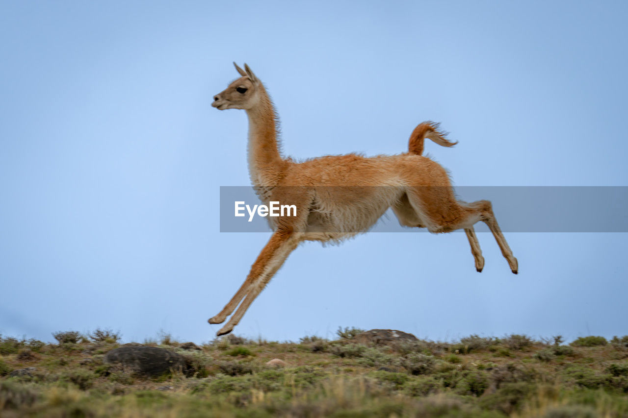 animal, animal themes, animal wildlife, mammal, one animal, wildlife, full length, no people, nature, sky, side view, day, blue, outdoors, domestic animals, standing, plant