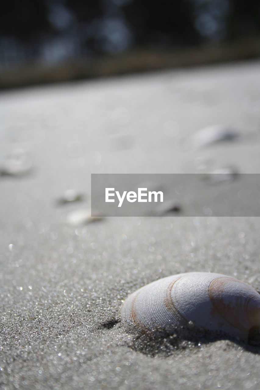 SURFACE LEVEL OF SAND ON BEACH