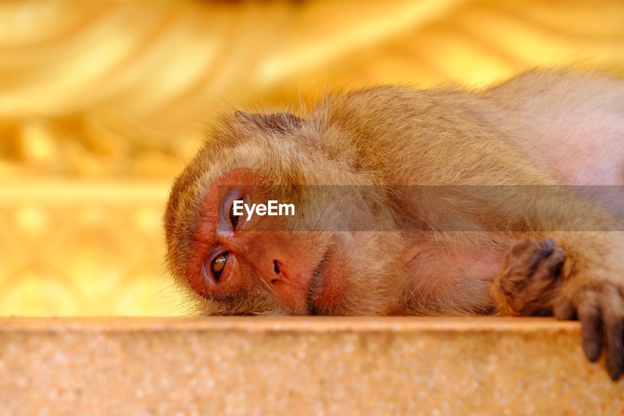 Close-up of monkey sleeping on wall