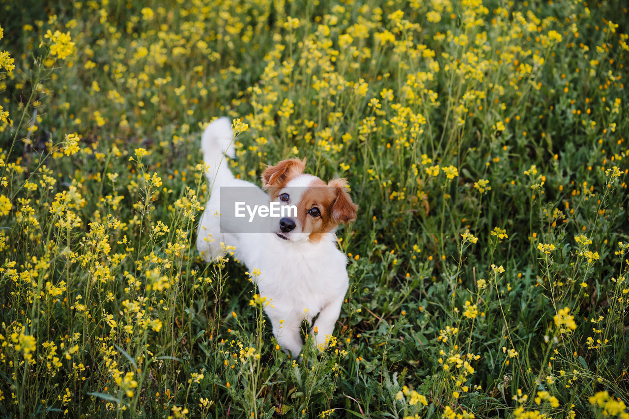 Cute small jack russell dog outdoors in yellow flowers meadow. spring time, happy pets in nature