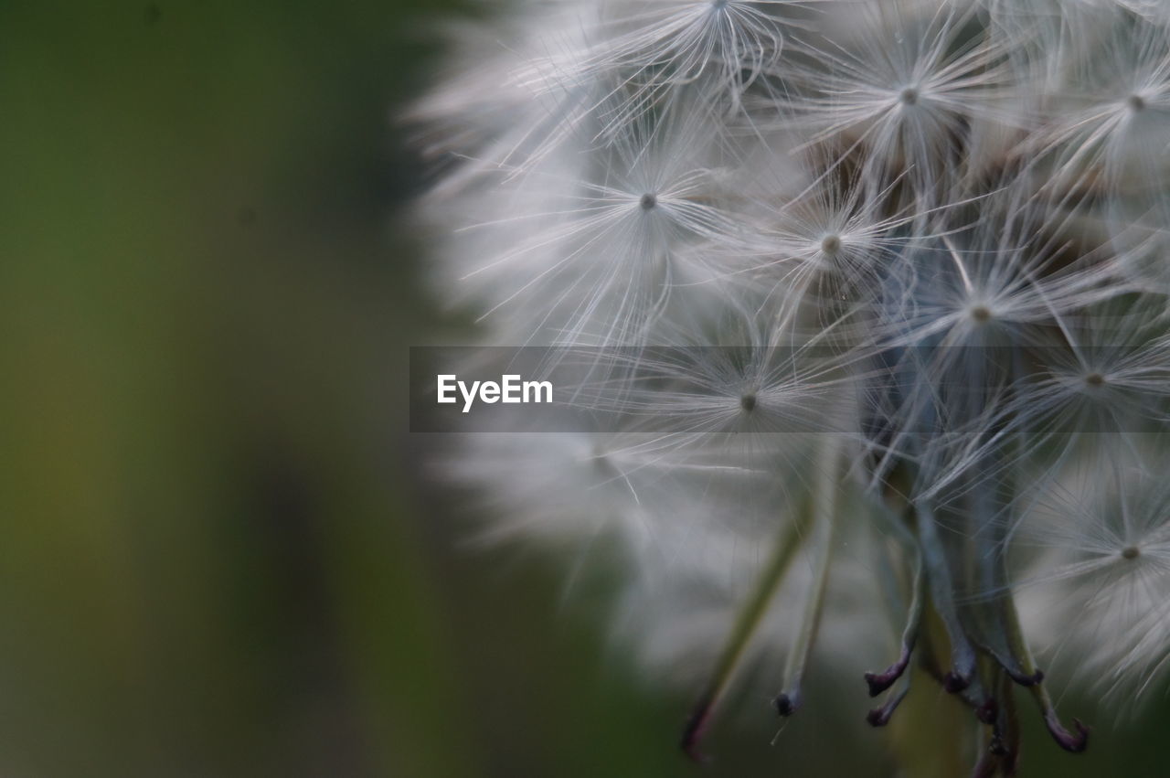 CLOSE-UP OF DANDELION AGAINST WHITE WALL