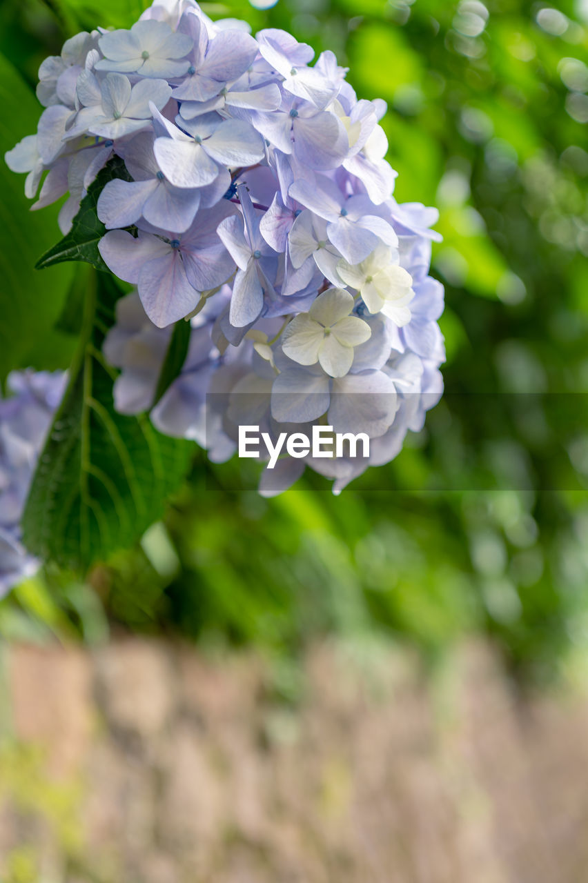 plant, flower, flowering plant, beauty in nature, freshness, close-up, nature, fragility, petal, flower head, growth, inflorescence, hydrangea, no people, focus on foreground, springtime, plant part, lilac, purple, leaf, outdoors, blossom, day, selective focus, botany