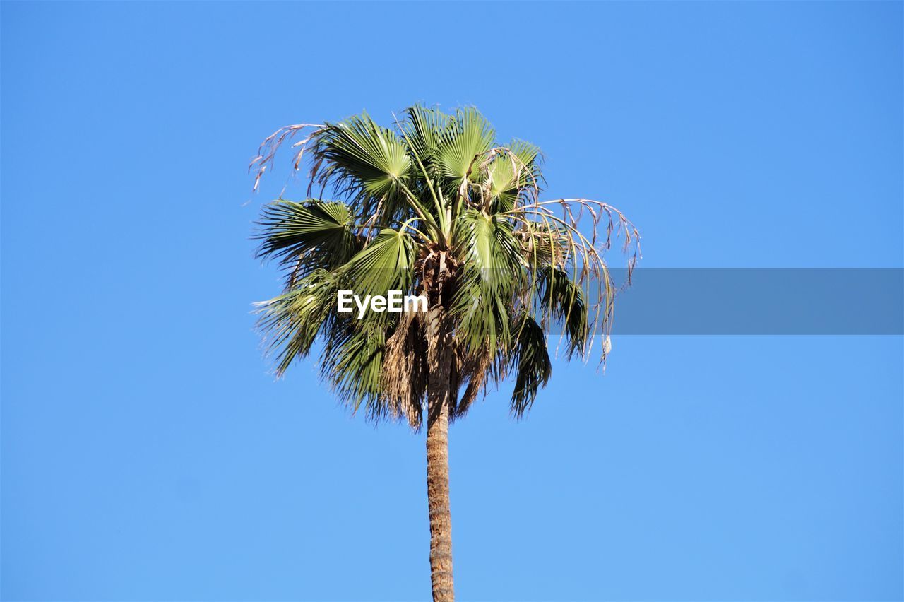 Low angle view of coconut palm tree against blue sky