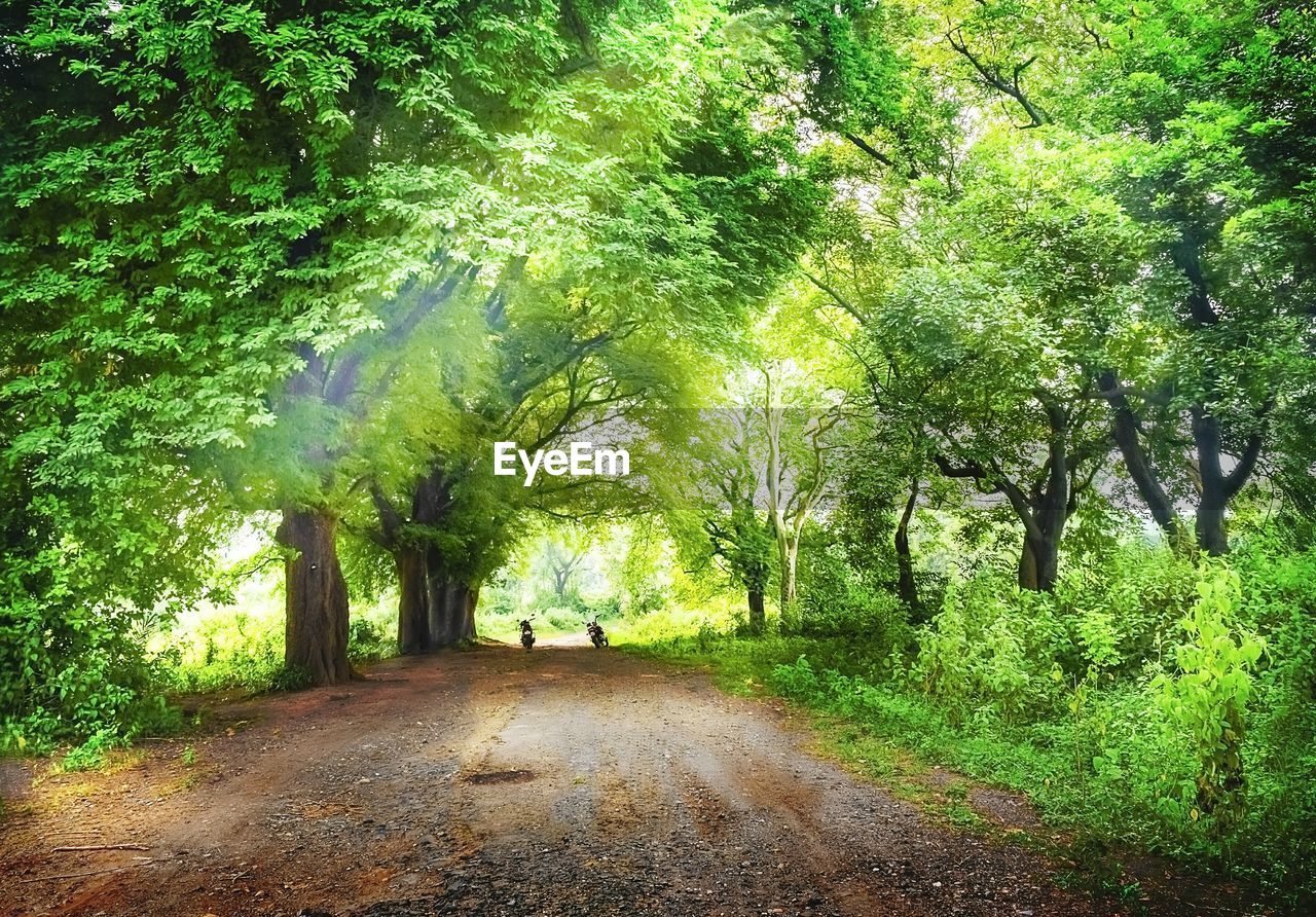 TREES AMIDST GREEN FOREST