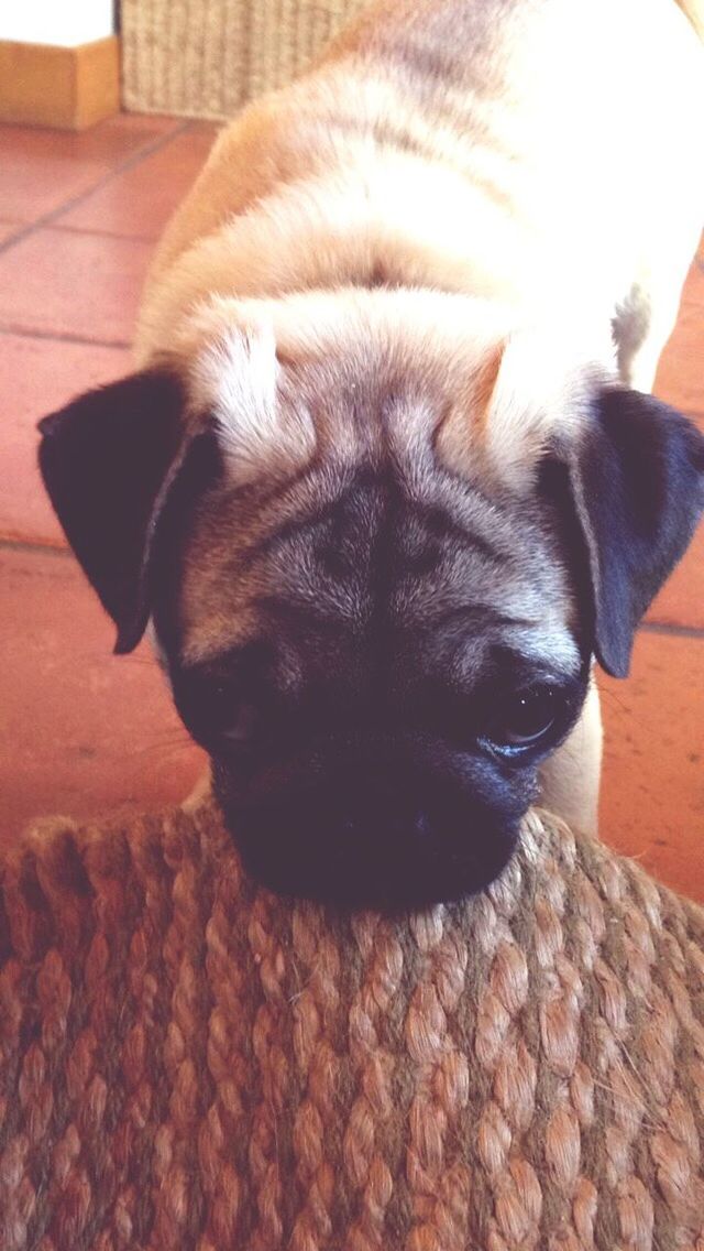 CLOSE-UP OF DOG RESTING