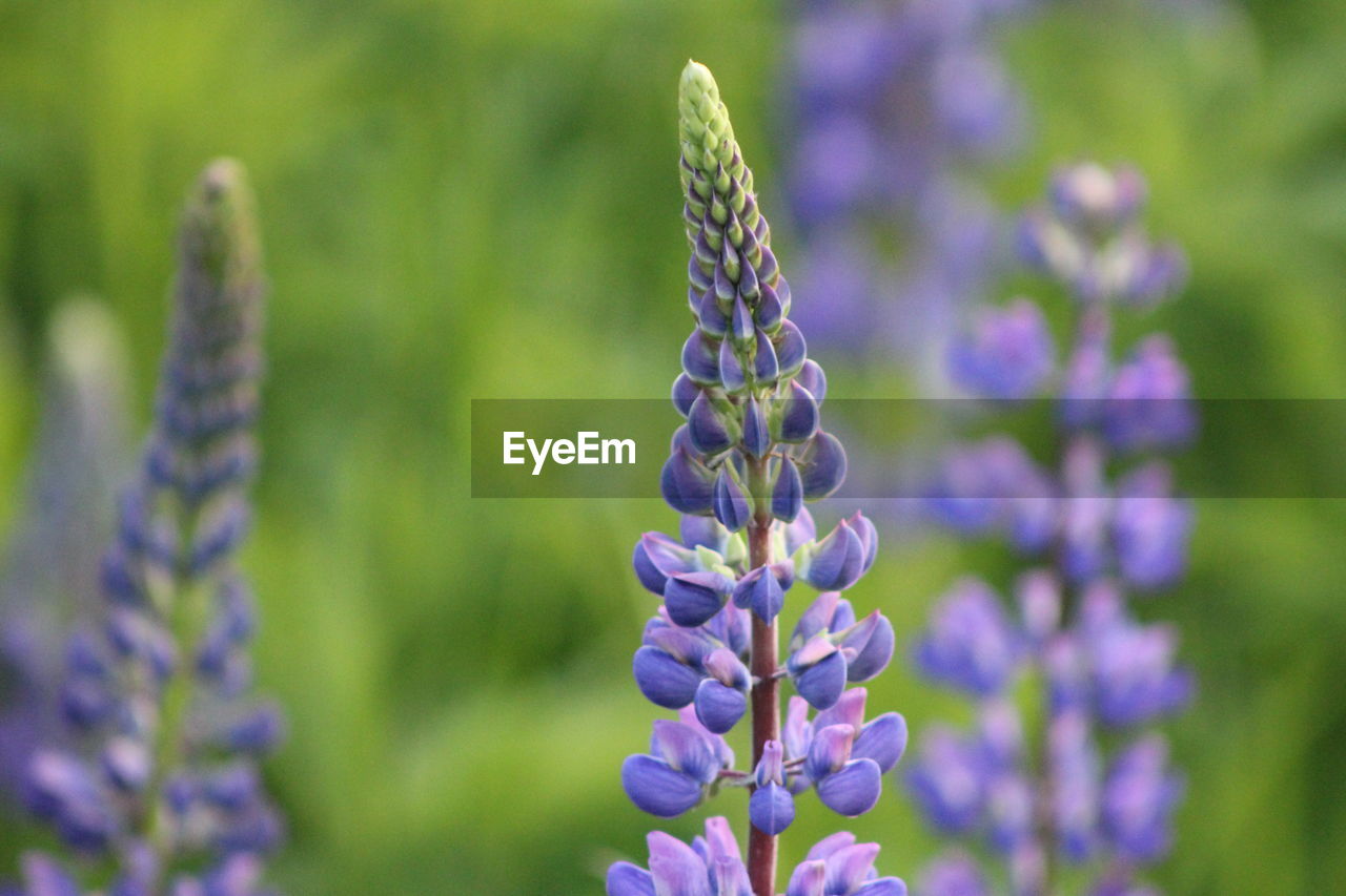 Close-up of purple flowers