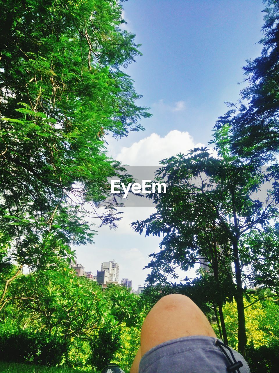 LOW ANGLE VIEW OF TREES AGAINST SKY