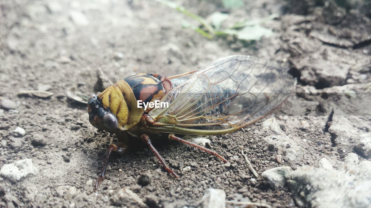 HIGH ANGLE VIEW OF INSECT ON A LAND