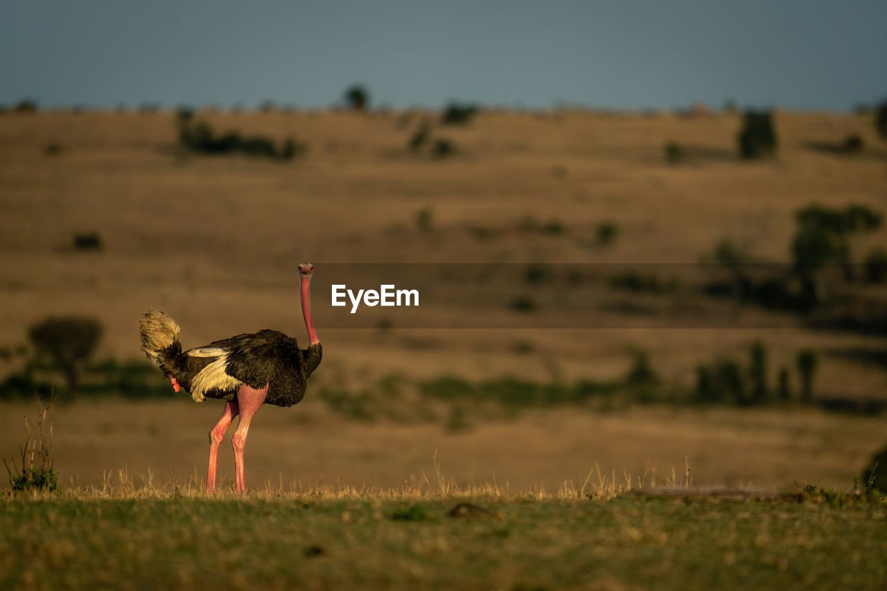 side view of woman standing on field