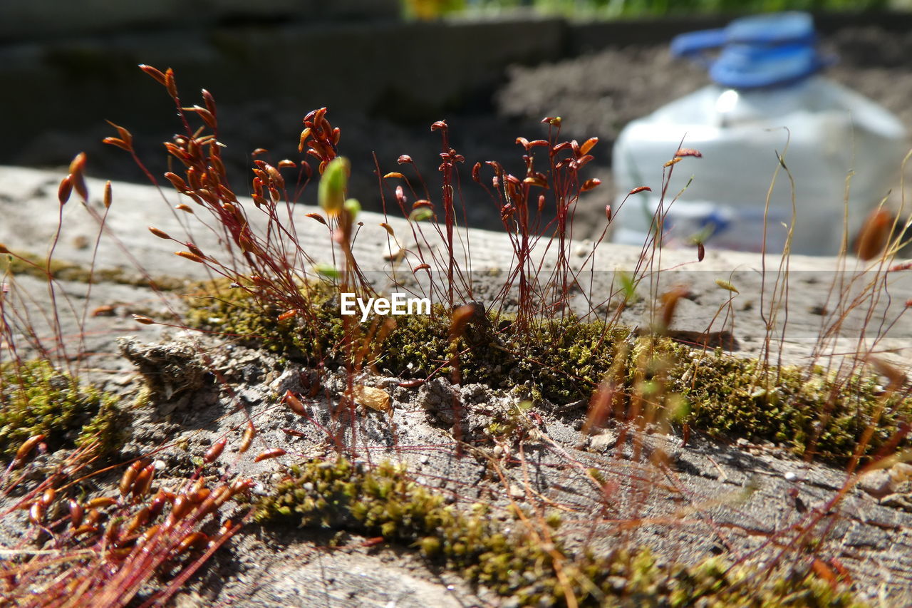 CLOSE-UP OF FLOWERING PLANTS ON LAND