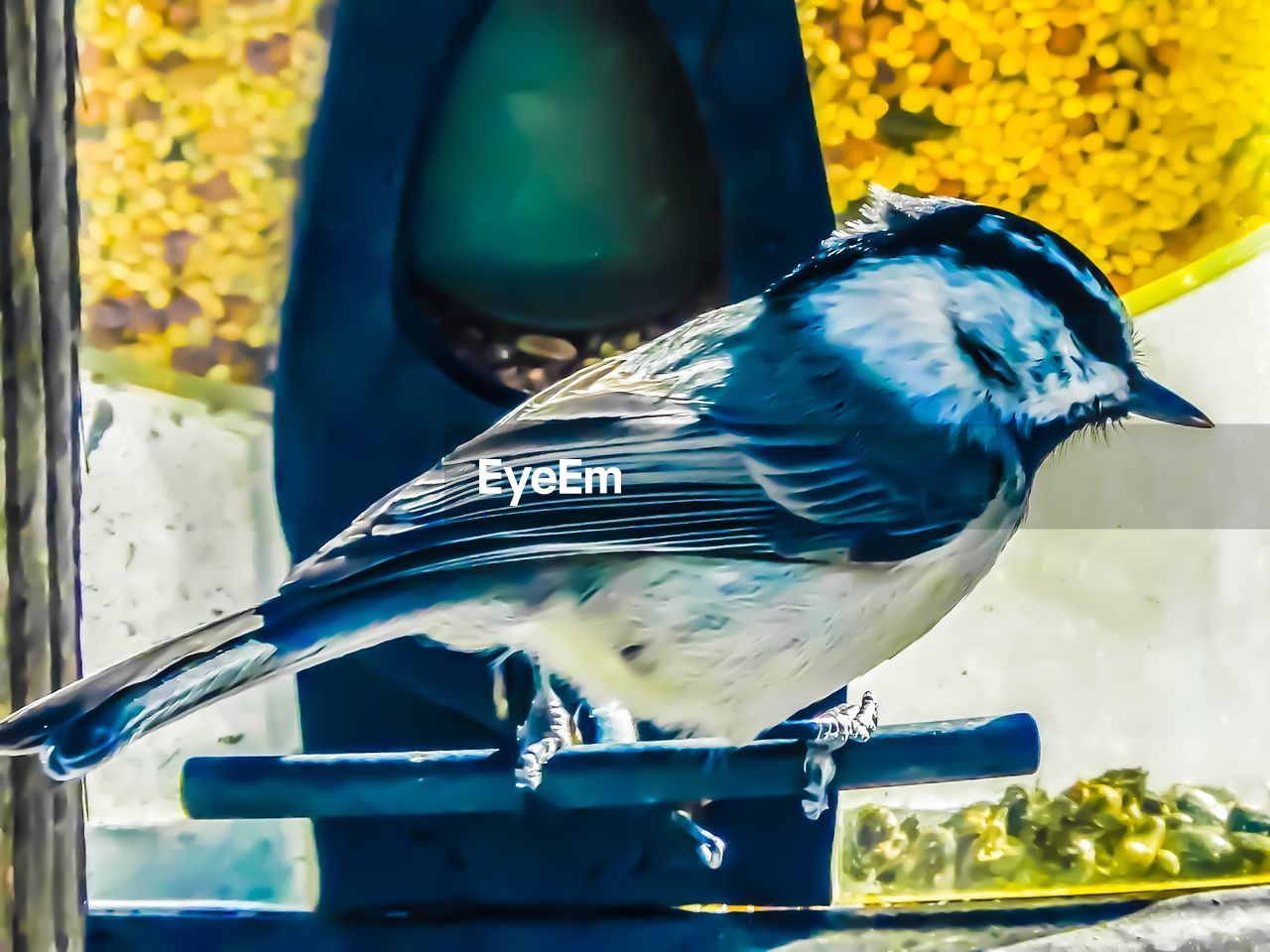 CLOSE-UP OF BIRD ON BLUE CONTAINER