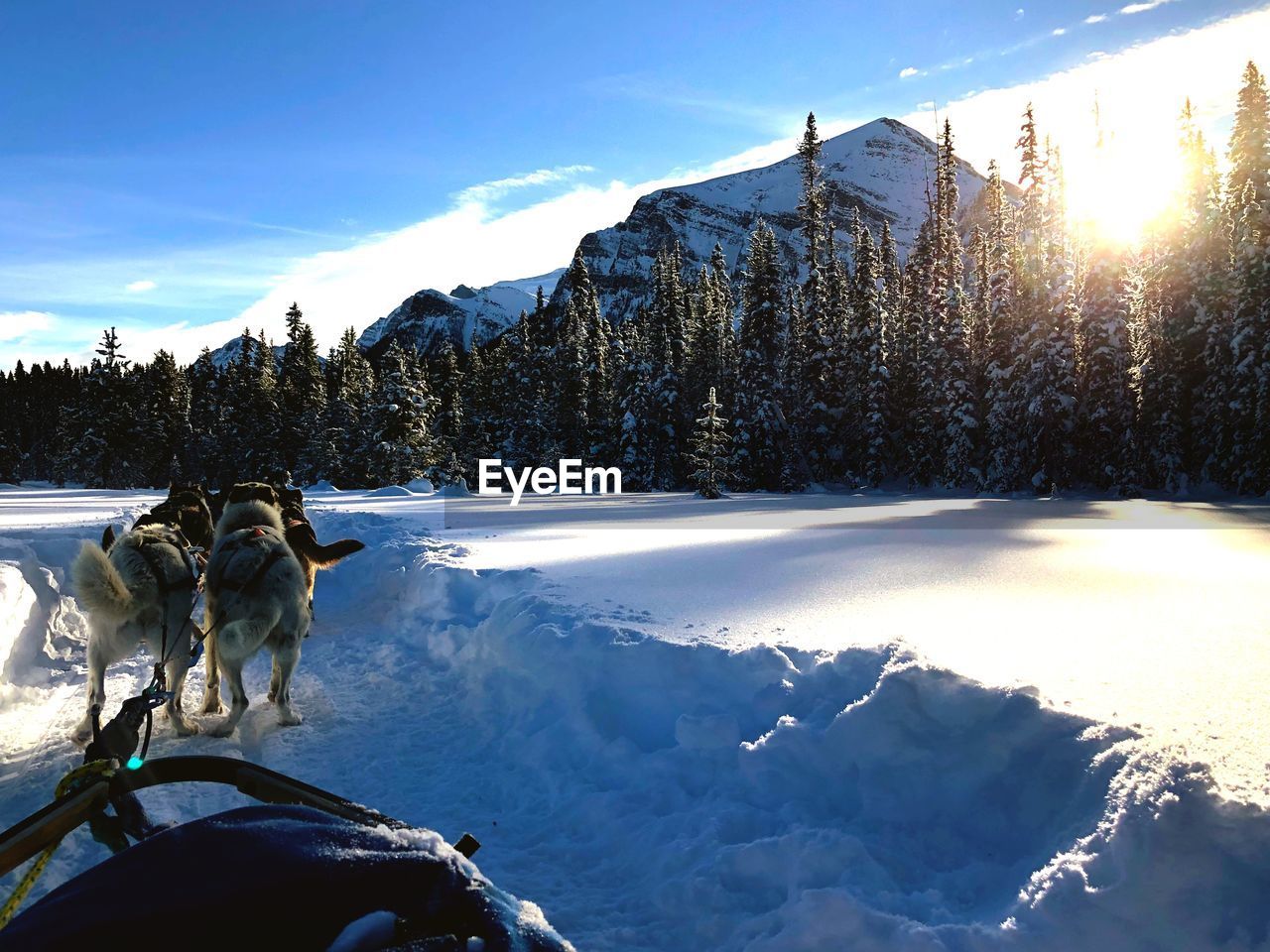 VIEW OF DOG ON SNOWCAPPED MOUNTAIN