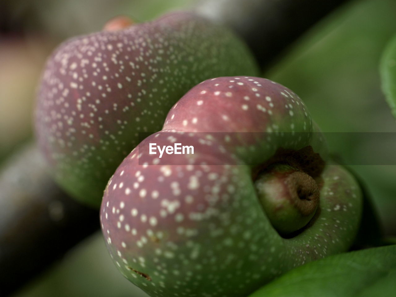 Close-up of quince fruits