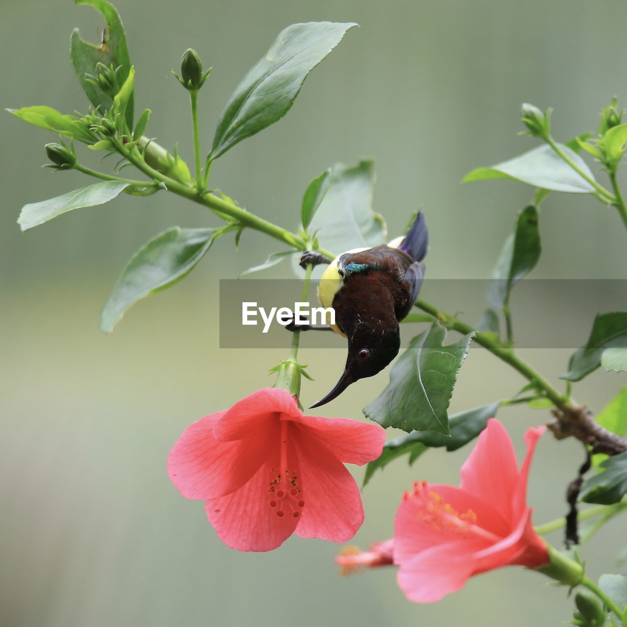 CLOSE-UP OF BUTTERFLY POLLINATING ON PINK FLOWER