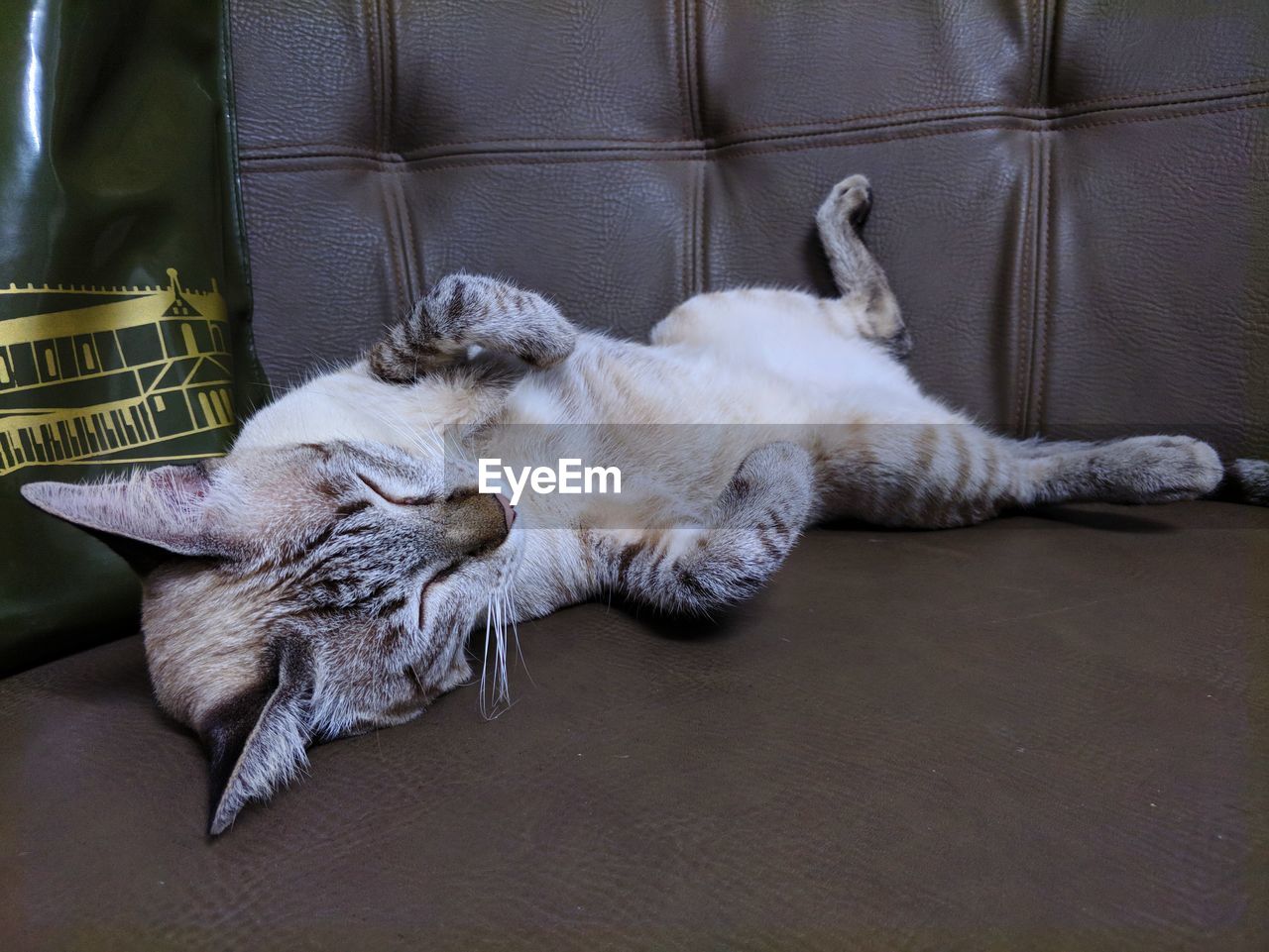 HIGH ANGLE VIEW OF CAT LYING ON SOFA