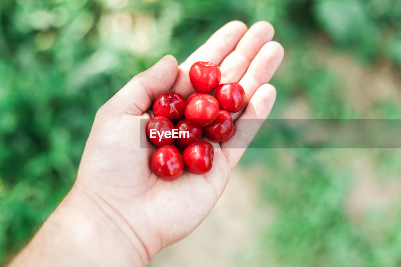 Close-up of hand holding cherry