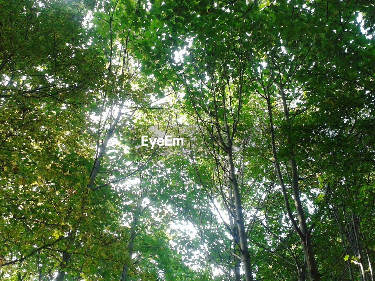 LOW ANGLE VIEW OF TREES IN FOREST