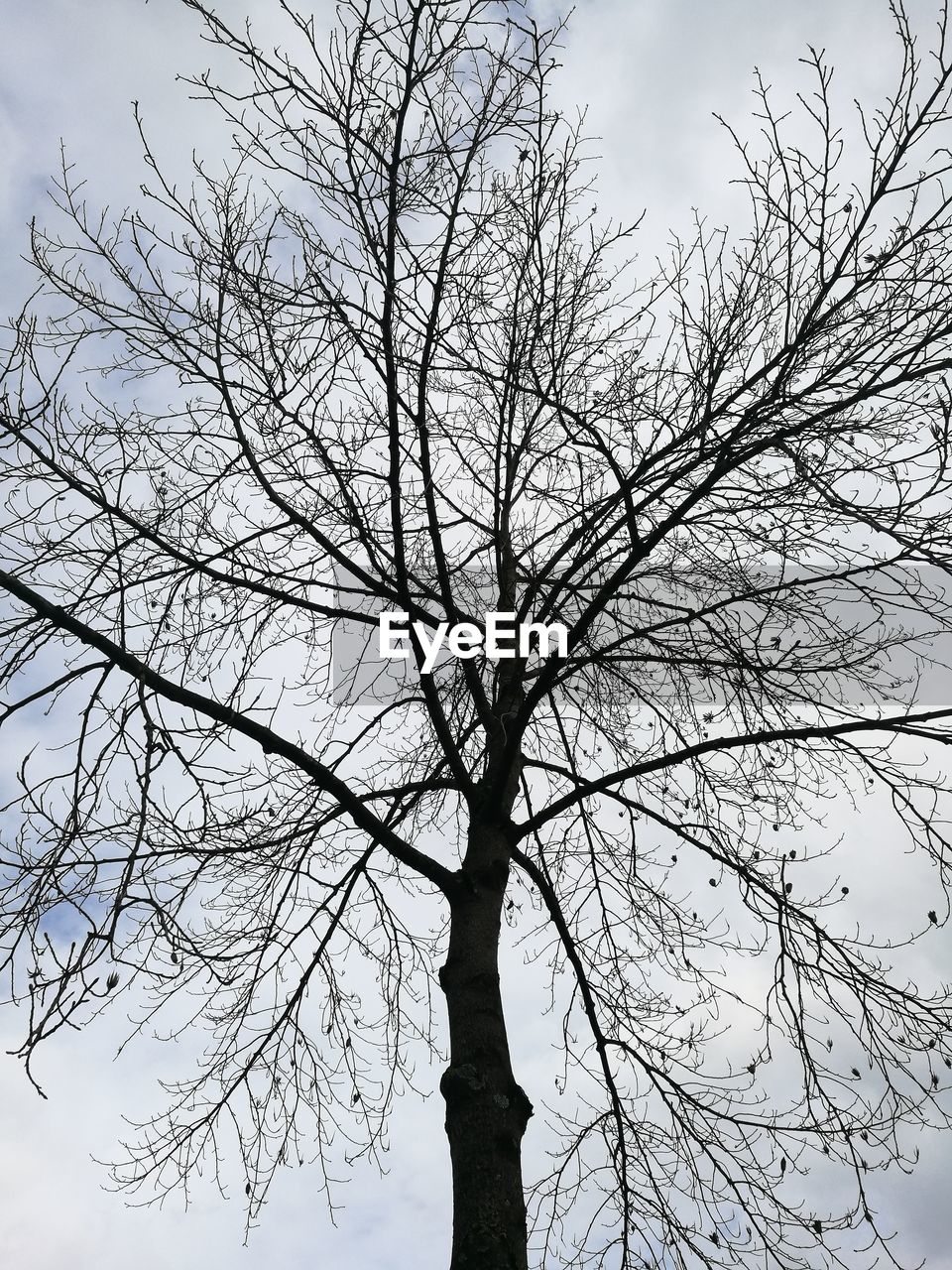 LOW ANGLE VIEW OF TREES AGAINST SKY