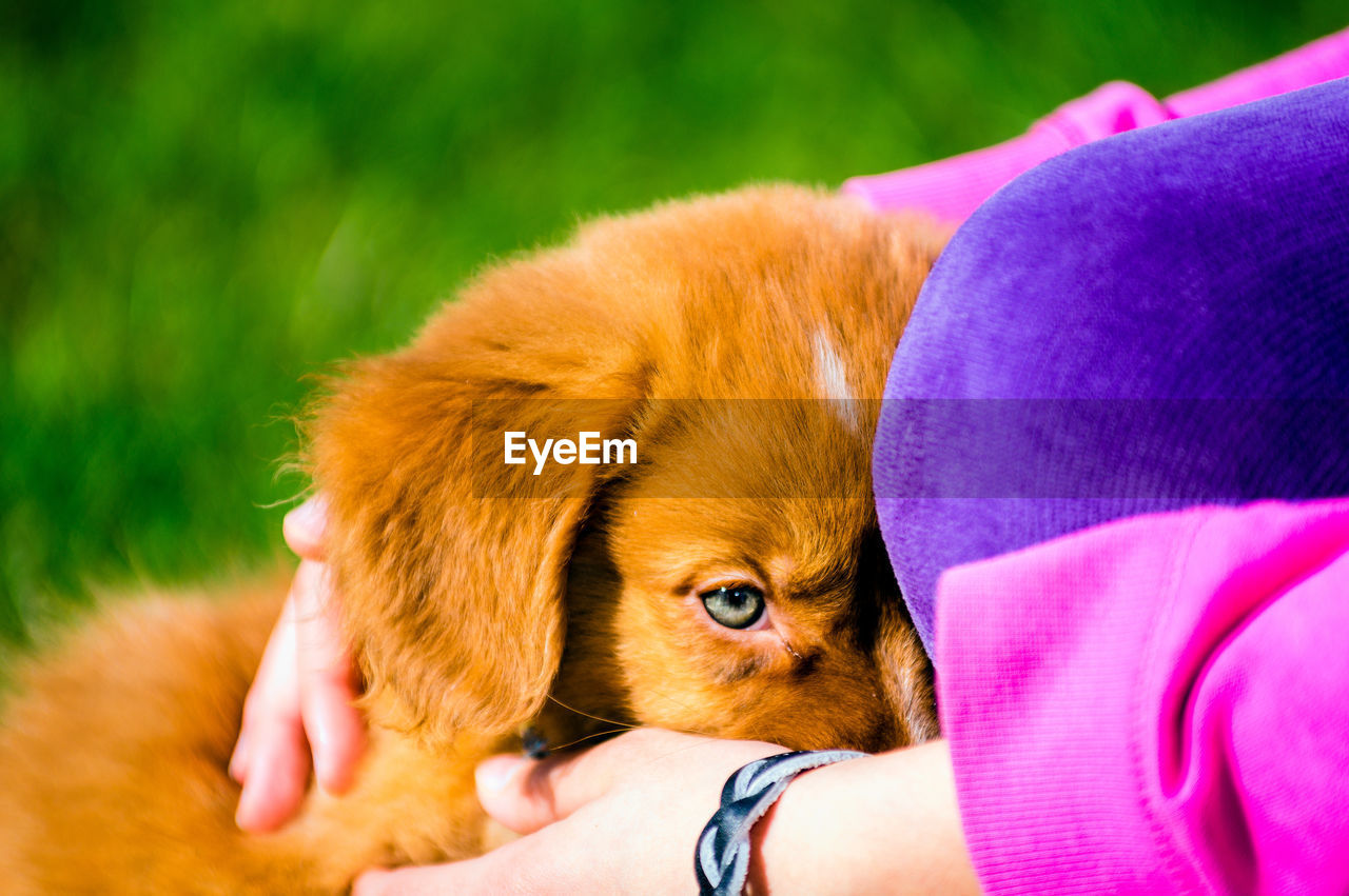 Cropped image of woman with brown puppy