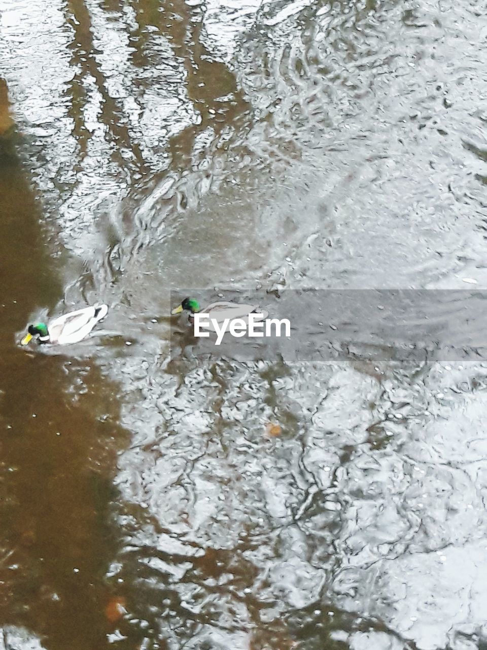 HIGH ANGLE VIEW OF DUCKS IN LAKE