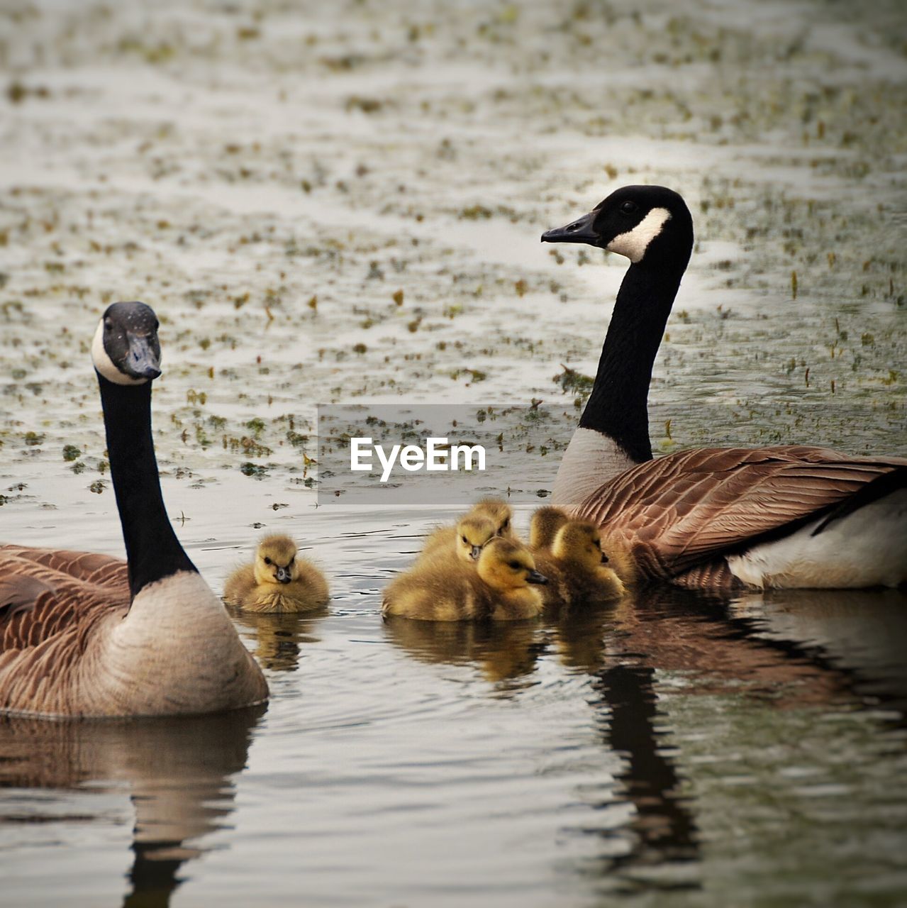 Canada geese and goslings swimming on lake