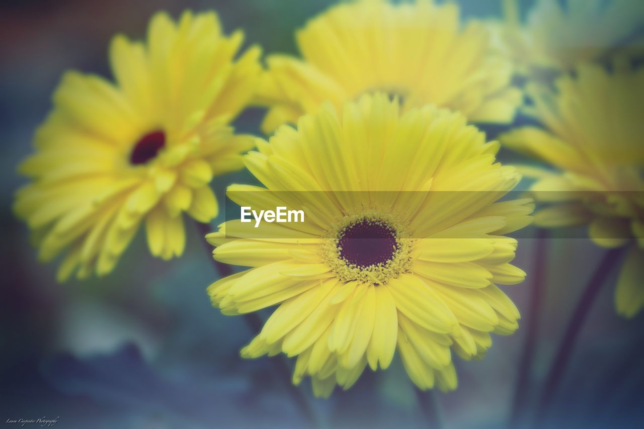 CLOSE-UP OF YELLOW FLOWERS