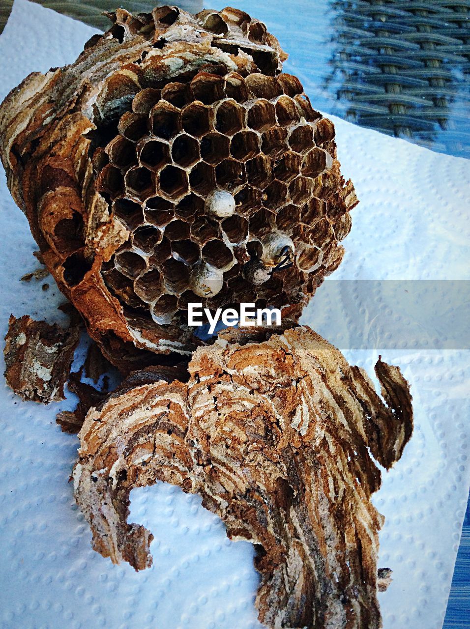 Dry honeycomb on tissue paper at table