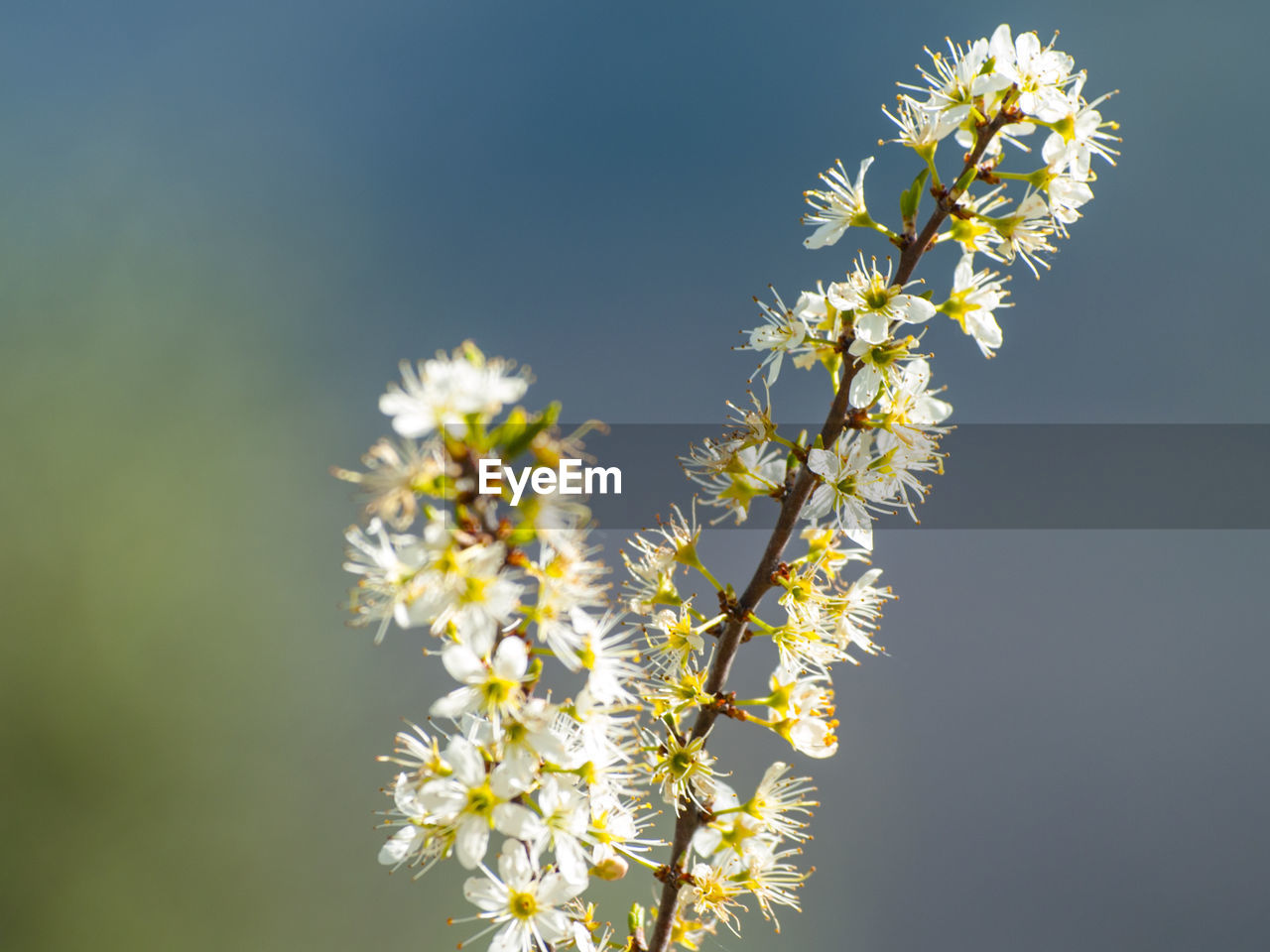 Close-up of fresh flowers on tree