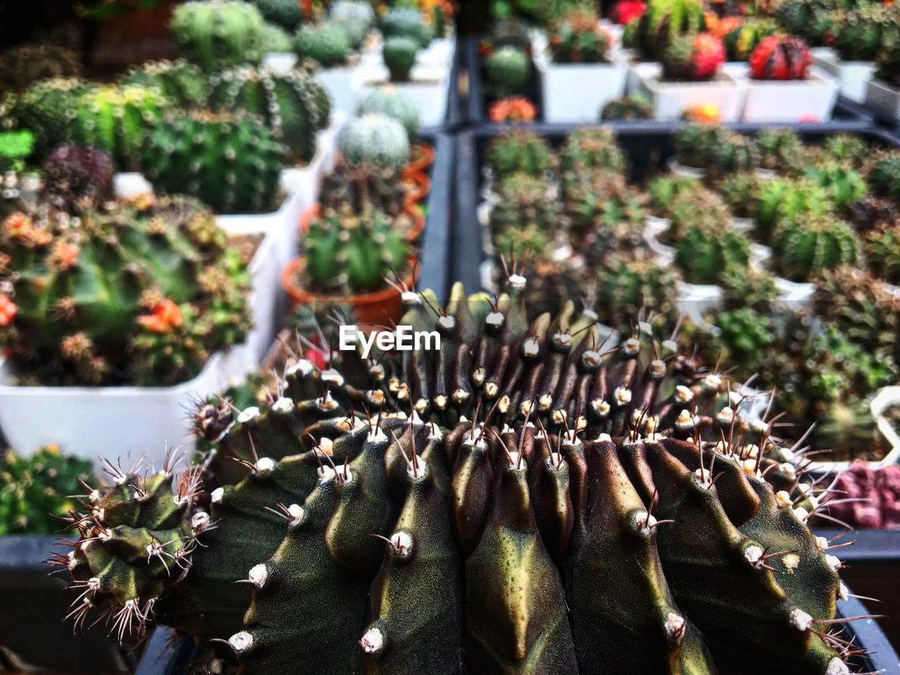 plant, flower, nature, no people, day, freshness, succulent plant, growth, food and drink, cactus, garden, food, outdoors, large group of objects, focus on foreground, beauty in nature, abundance, flowering plant, market, arrangement, close-up, healthy eating, retail