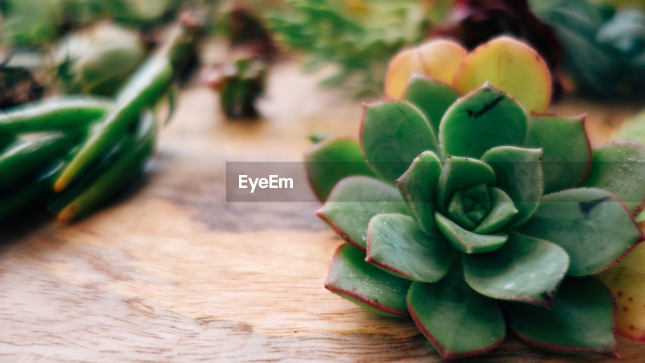 CLOSE-UP OF VEGETABLES ON TABLE IN PLATE