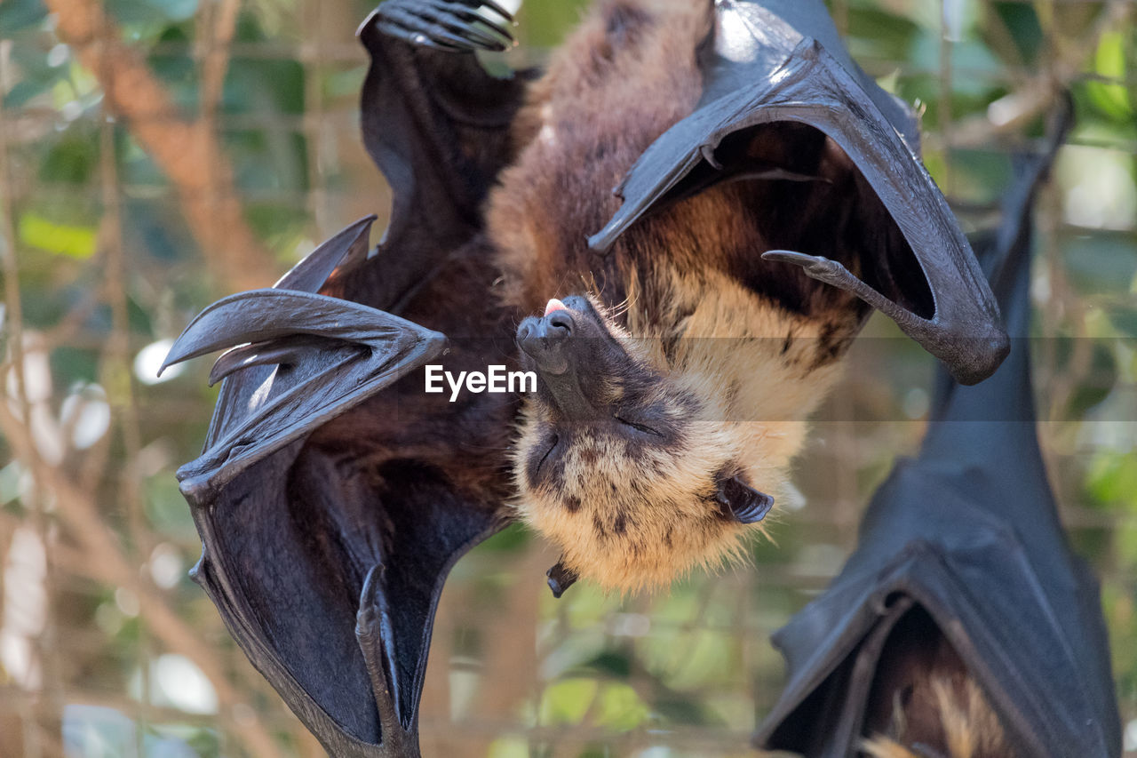 CLOSE-UP OF OWL