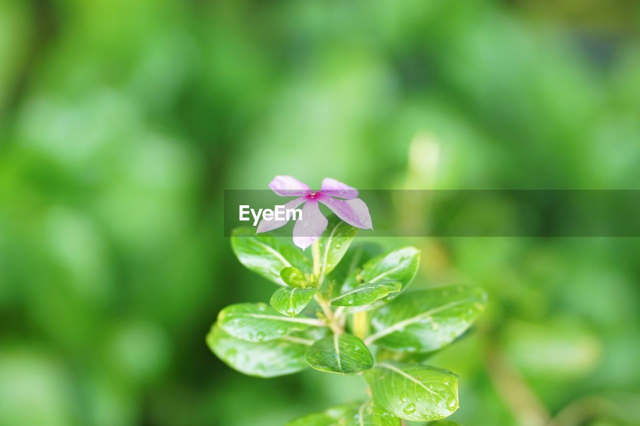 CLOSE-UP OF PINK FLOWER PLANT