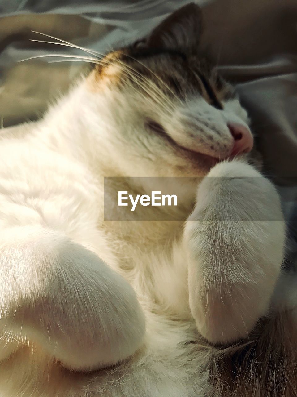 CLOSE-UP OF CAT SLEEPING ON BLANKET