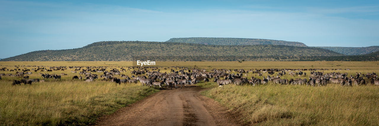 Panorama of great migration blocking dirt track