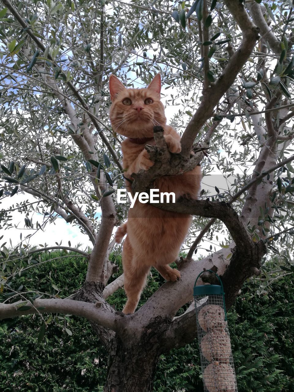 LOW ANGLE VIEW OF CAT SITTING ON BRANCH
