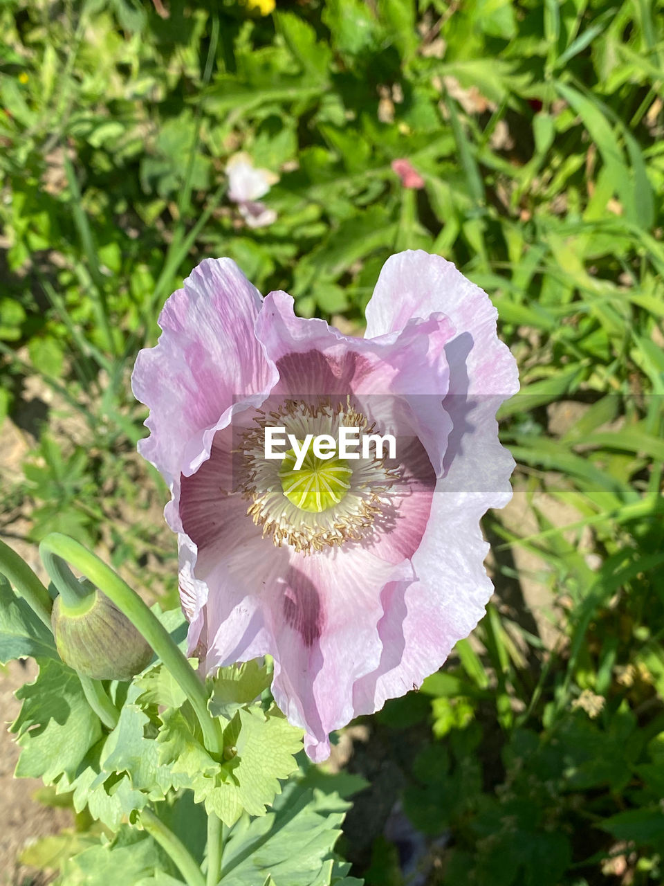 plant, flowering plant, flower, freshness, beauty in nature, growth, flower head, fragility, petal, inflorescence, close-up, nature, leaf, plant part, pollen, focus on foreground, wildflower, day, purple, no people, green, outdoors, springtime, pink, blossom, botany