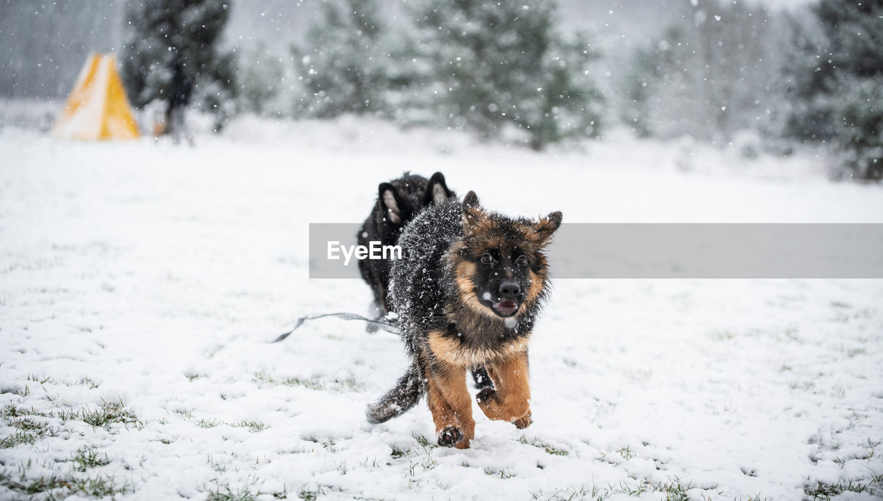 Dog on snow covered land