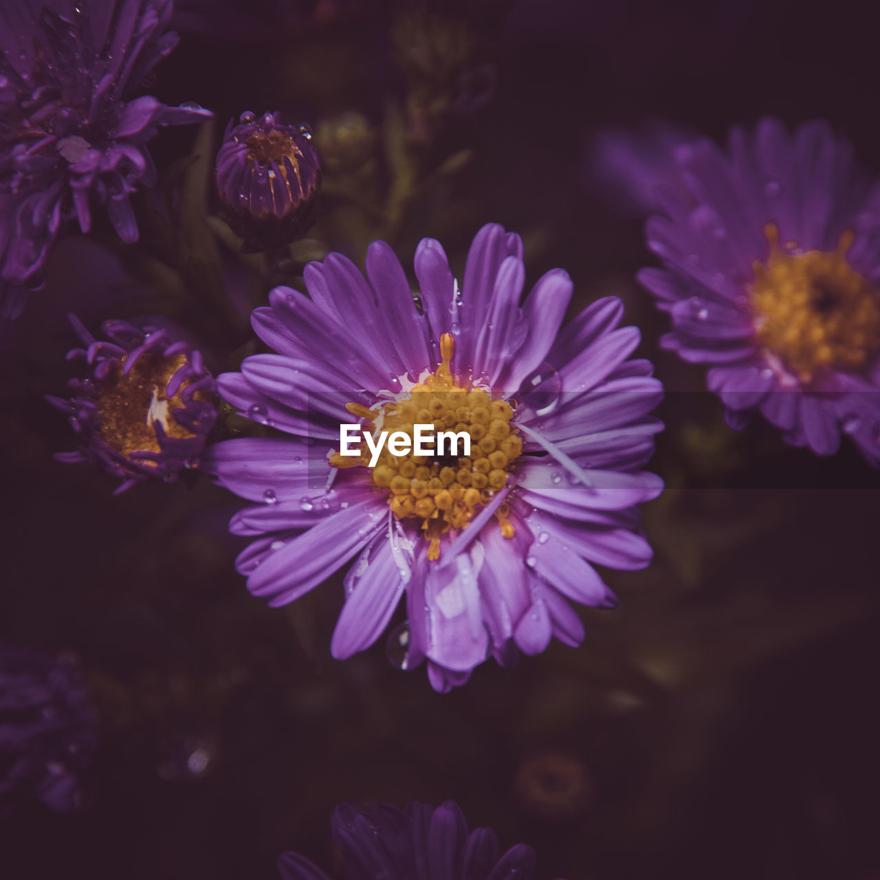 flower, flowering plant, plant, freshness, beauty in nature, purple, flower head, nature, close-up, petal, fragility, growth, inflorescence, macro photography, pollen, aster, blossom, no people, pink, botany, outdoors, focus on foreground, magenta, animal wildlife, garden cosmos, violet, yellow, summer, animal themes