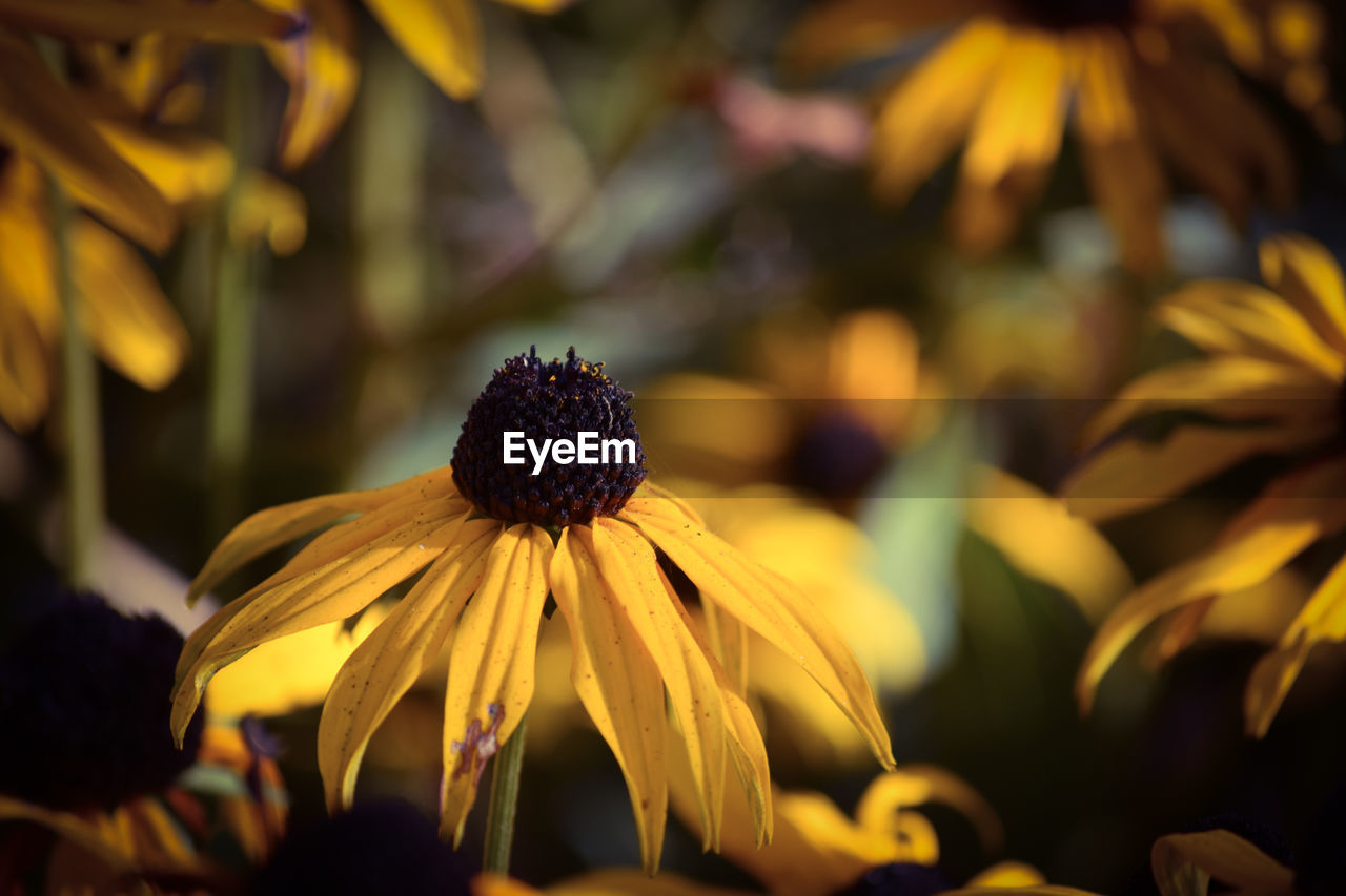 Close-up of yellow daisy flower