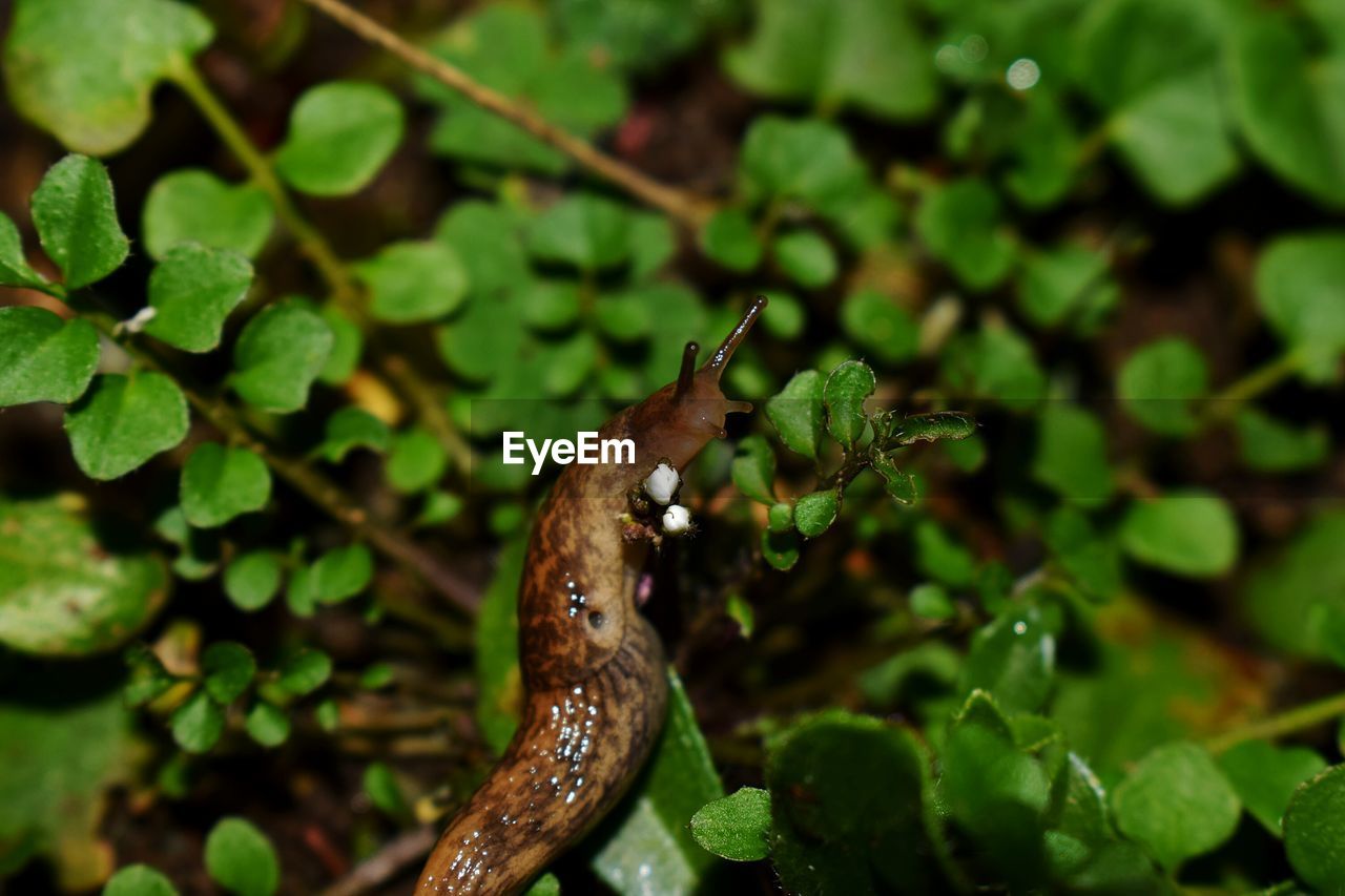 CLOSE-UP OF CATERPILLAR ON LEAF