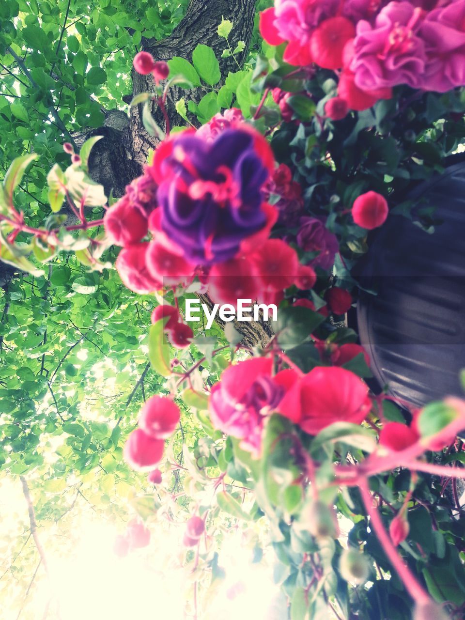 CLOSE-UP OF PINK FLOWERS BLOOMING