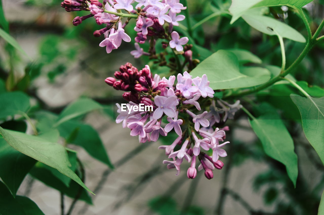 CLOSE-UP OF PINK FLOWERS BLOOMING