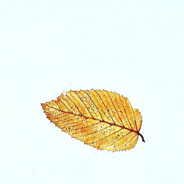 Close-up of dry leaf against white background