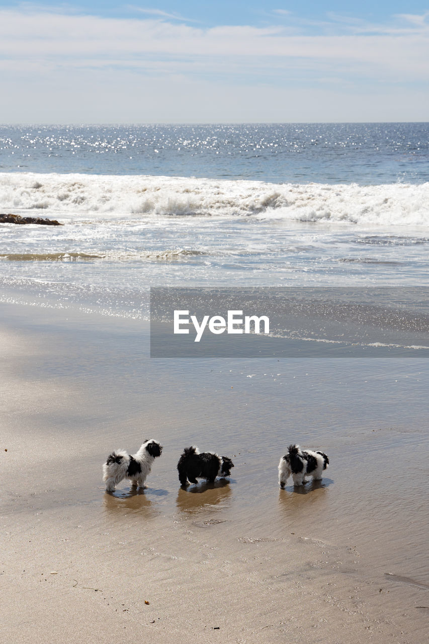 Havanese puppy playing on the beach