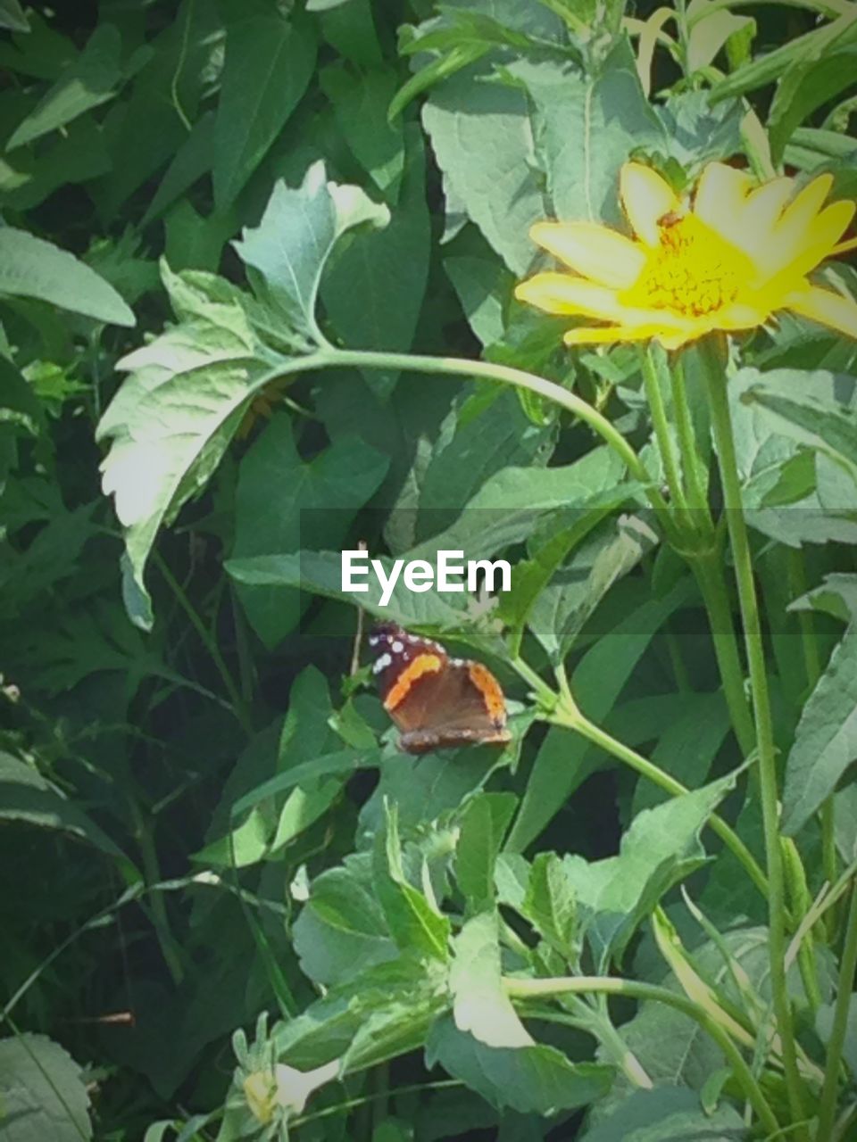 CLOSE-UP OF BUTTERFLY ON YELLOW FLOWERS