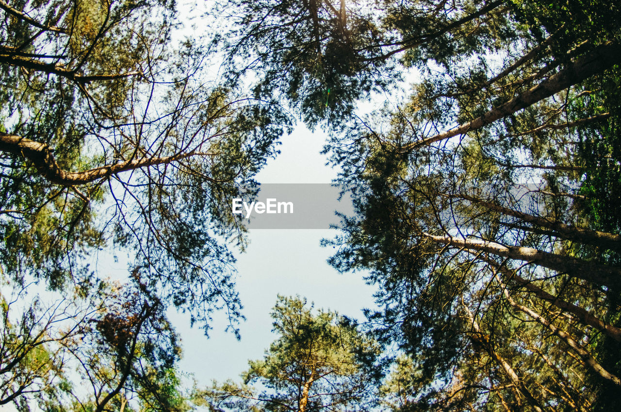 LOW ANGLE VIEW OF TREES AGAINST SKY IN FOREST