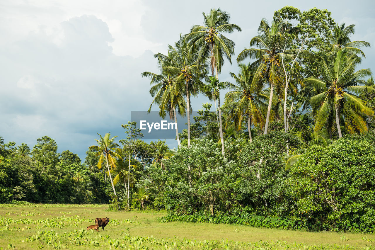 VIEW OF PALM TREES IN FIELD