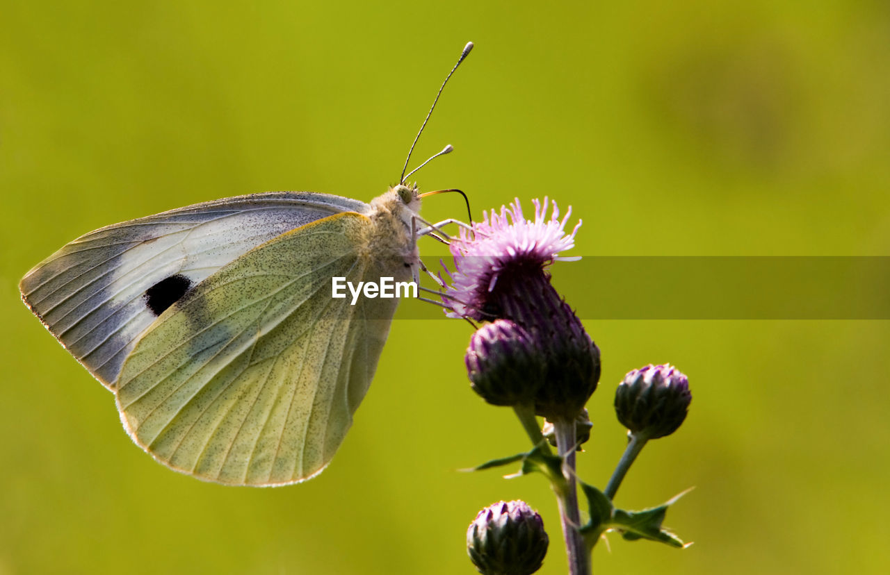 Close-up of butterfly pollinating on purple flower