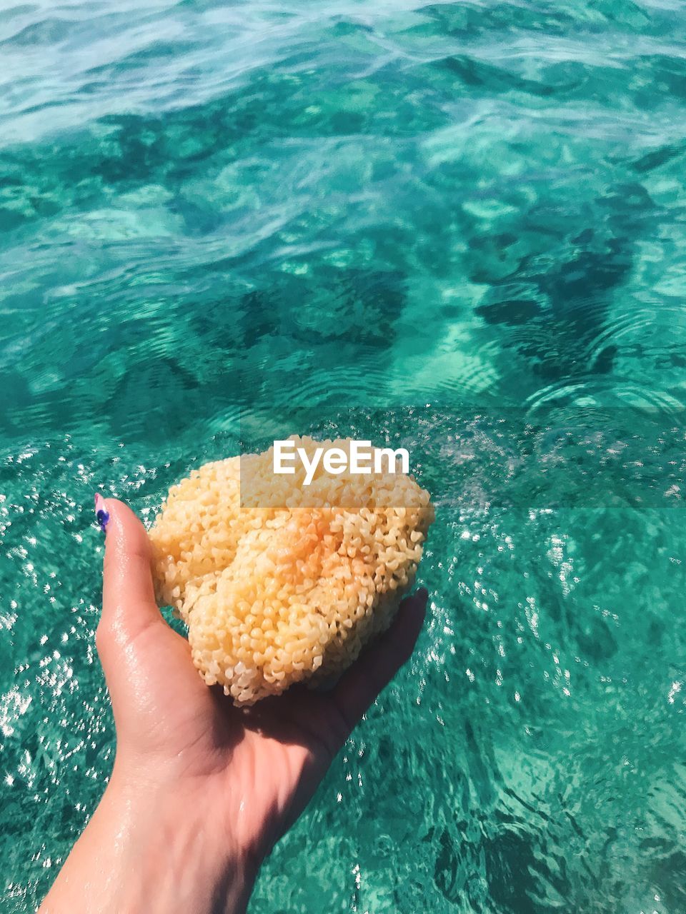 Cropped hand of woman holding coral against sea